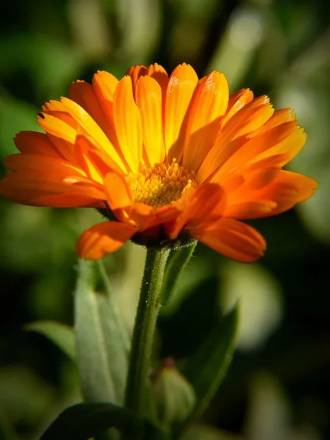 Naturopathie