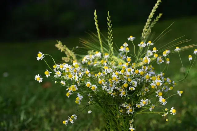 La phytothérapie, Pierrette Moal et Myriam Reffay 1/2