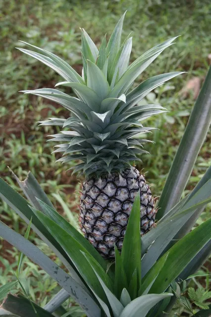 L'ananas