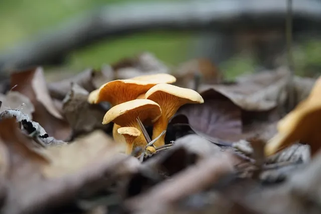 Les Champignons de Paris - La santé des Gourmets Les Champignons de Paris - La santé des Gourmets