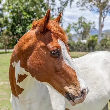 cheval
