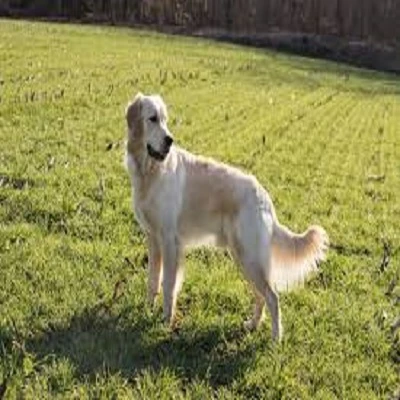 GoldenRetriever