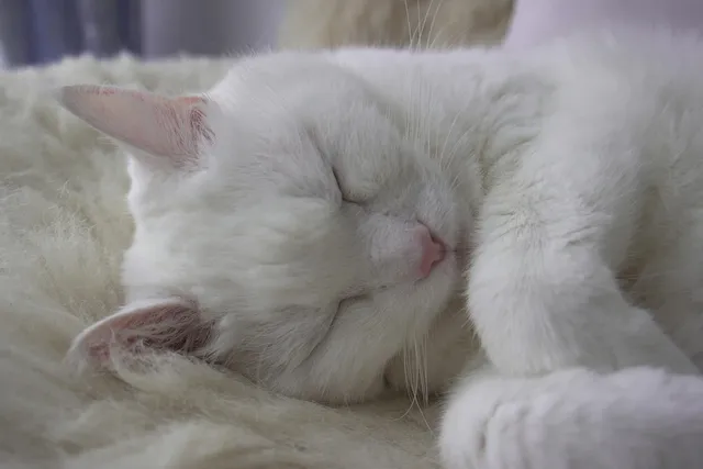 Troubles du sommeil
