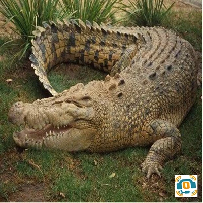 croco