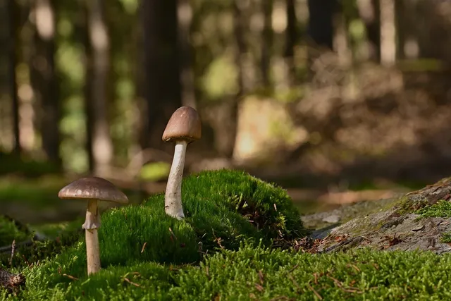 Les Champignons de Paris Les Champignons de Paris