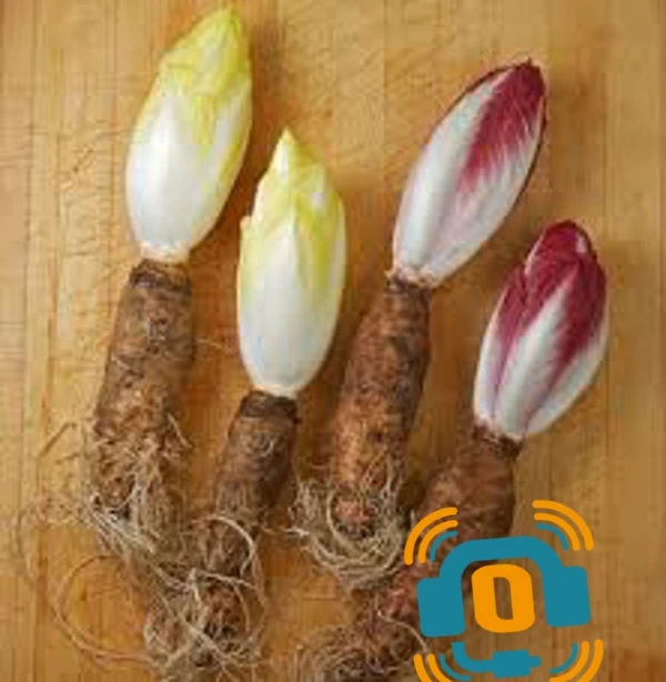 l’endive, une alliée pour notre santé 